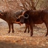 Buvol africky - Syncerus caffer - African Buffalo o2654